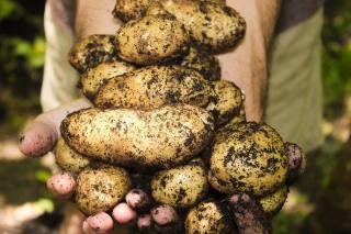 periode saison recolte pomme de terre