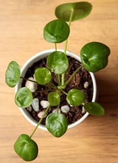 pilea entretien