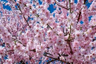 plantation cerisier du Japon