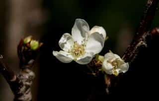 plantation poirier japonais nashi