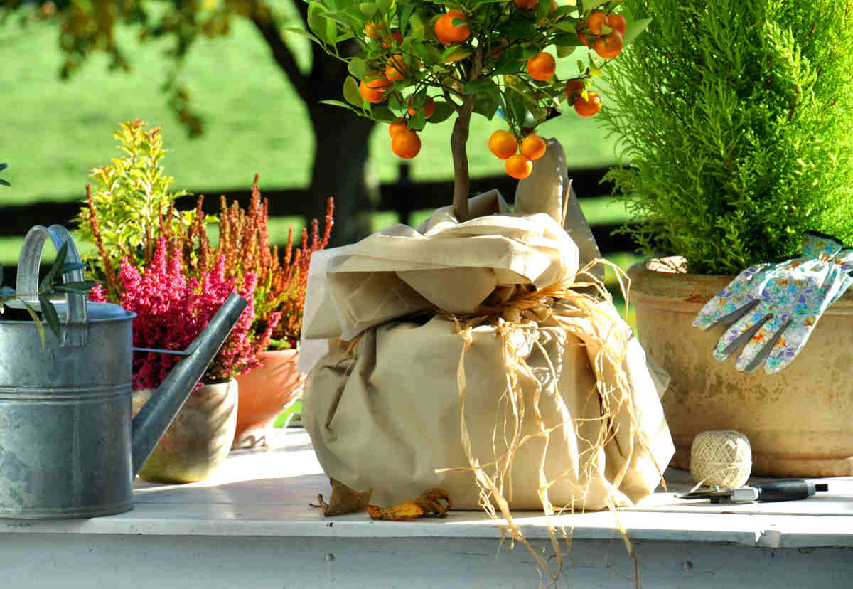 Comment hiverner les plantes rustiques cultivées en pot