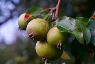 poirier sauvage poire comestible ou non