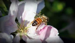 pollinisation croise pommier varietes