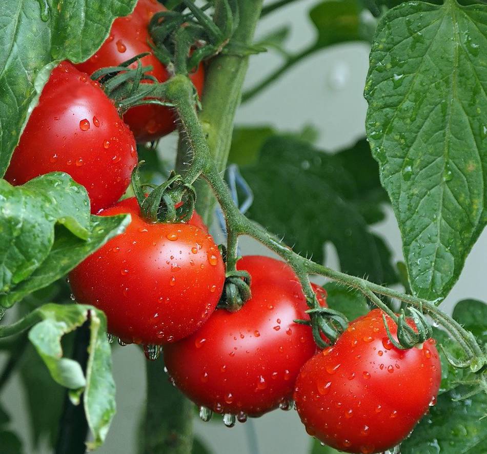 TUTO: Récupérer les graines de tomates et les semer !