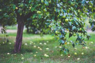 recolte pomme tombe au sol