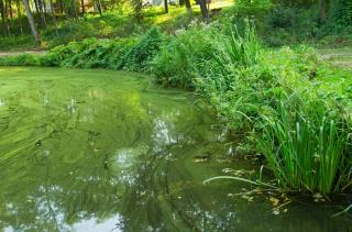 reconnaitre cyanobactéries riviere lac fleuve