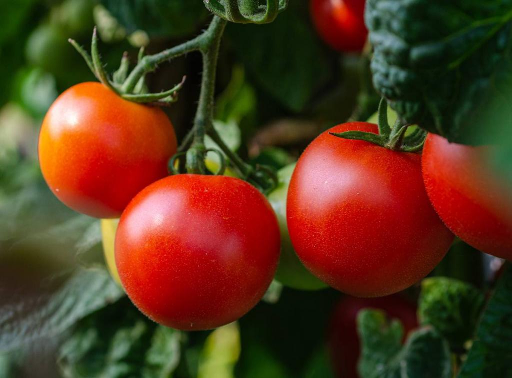 savoir quand Recolter tomate