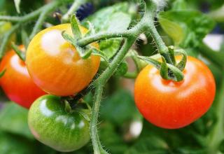 savoir quand les tomates sont mures