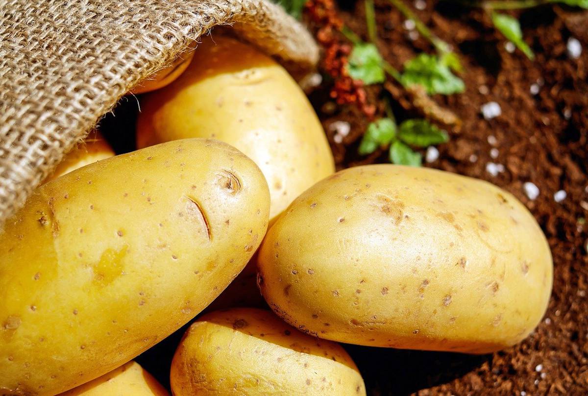 savoir quand recolter la pomme de terre