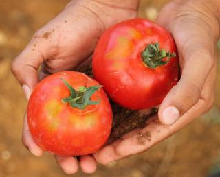 savoir quand une tomate est mure