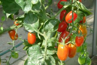 taille gourmand tomate technique