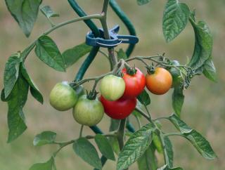 tailler effeuiller pour faire murir tomate verte