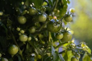 toxicite tomate verte