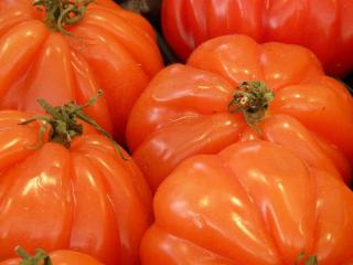 variete Tomate sans pepin