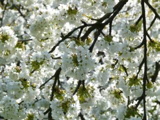 variete cerisier a fleurs