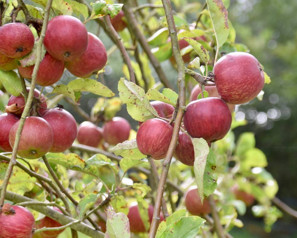 La pomme : récolte, conservation et utilisation des pommes