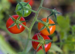 variete tomate fruit legume 