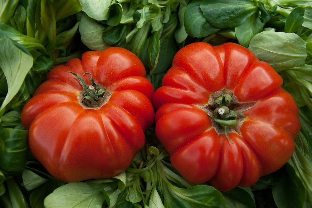 Récoltez vos propres graines de tomates anciennes