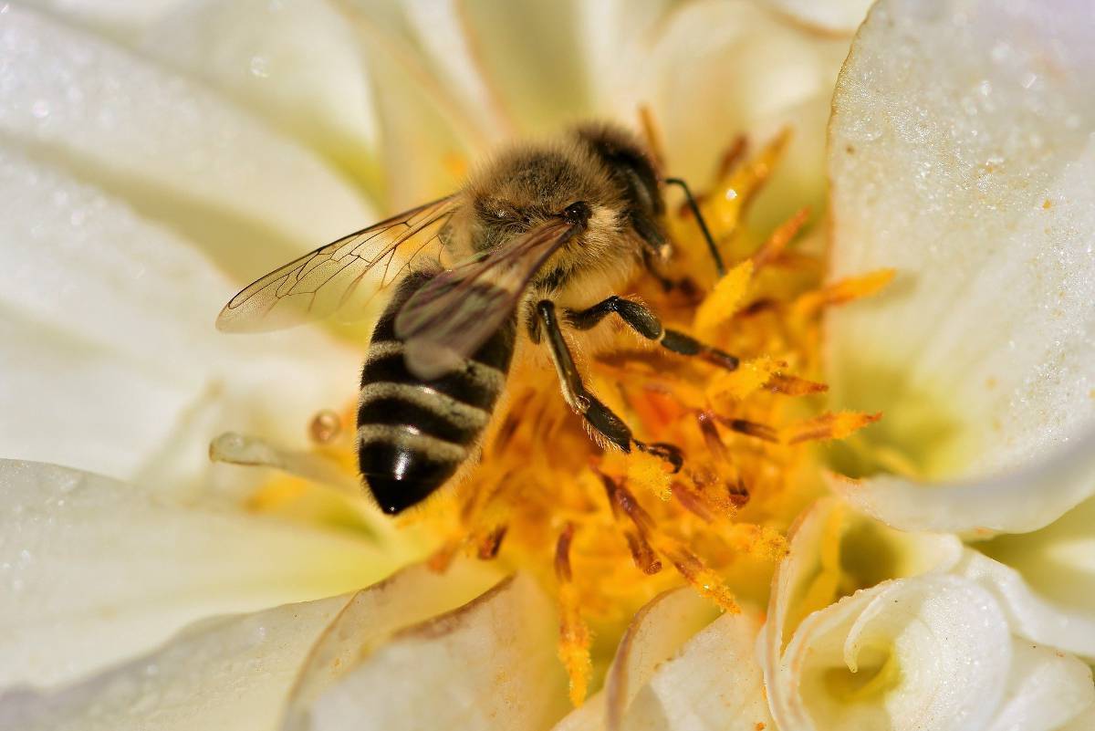 Abeille utilite jardin