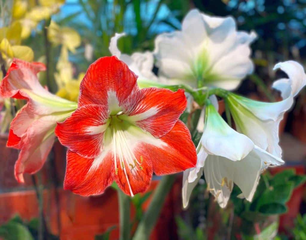 Amaryllis