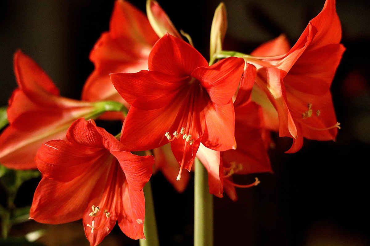 amaryllis automne