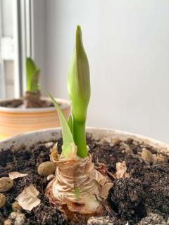 Amaryllis en pot plantation