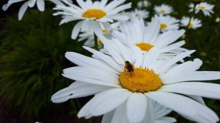 Attirer Abeille maconne - Osmie