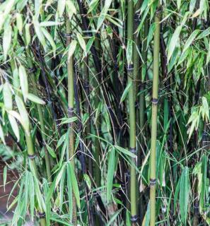 Bambou noir envahissant - Phyllostachys nigra