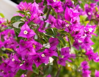 Bougainvillier bougainvillea