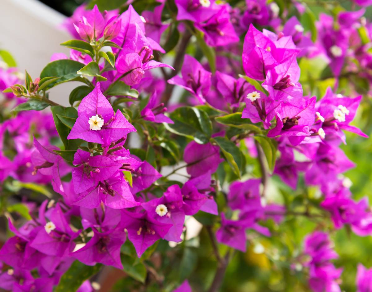 Bougainvillier bougainvillea