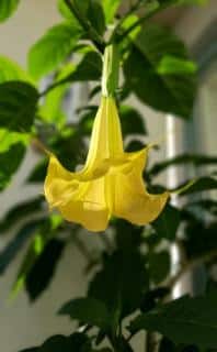 Brugmansia en pot