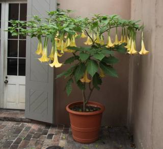 Brugmansia plantation