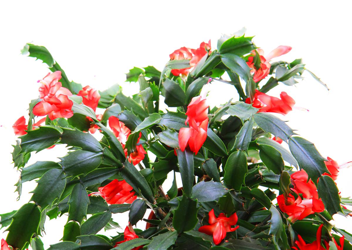 Cactus de noel - schlumbergera