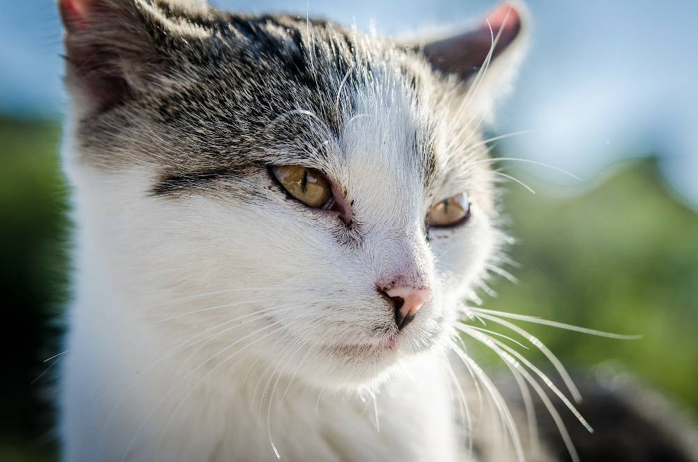 Chat Apres sterilisation