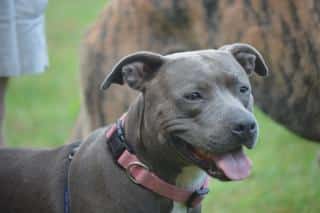 Chien categorie 1 Pit bull