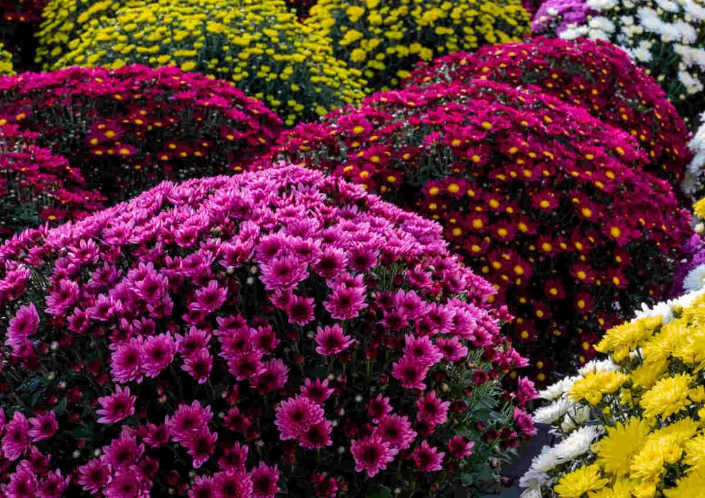Chrysanth me Culture Entretien Et Floraison