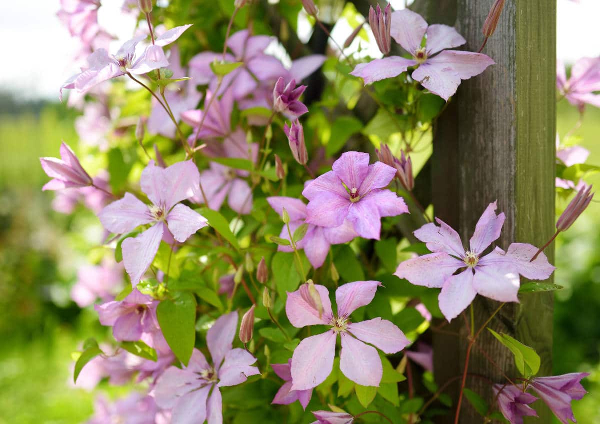 Clématite : plantation, taille, floraison et conseils d'entretien