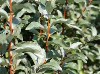 Eleagnus - elaeagnus