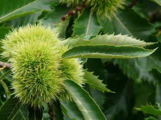 Entretien taille Plantation châtaignier - Castanea sativa