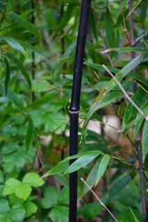 Entretien taille bambou noir - Phyllostachys nigra