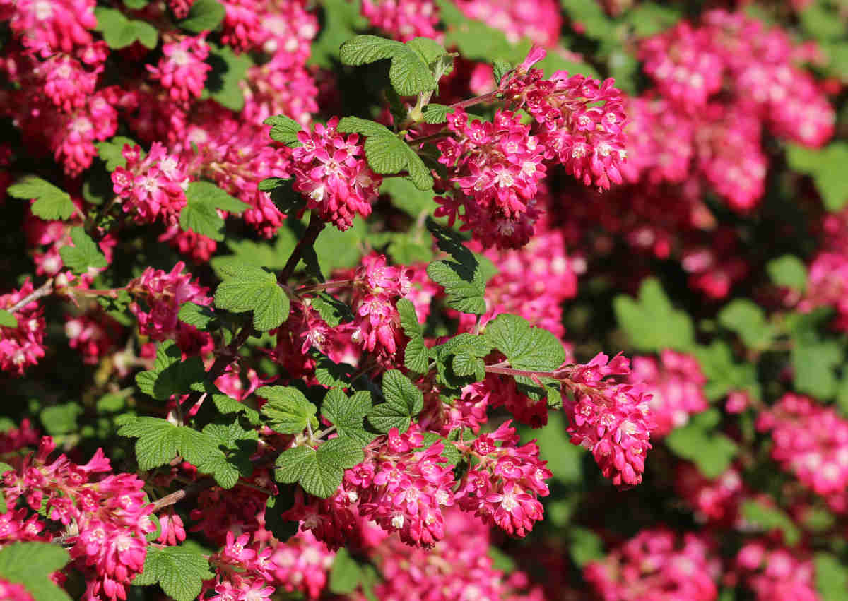 Groseillier a fleurs - Ribes sanguineum