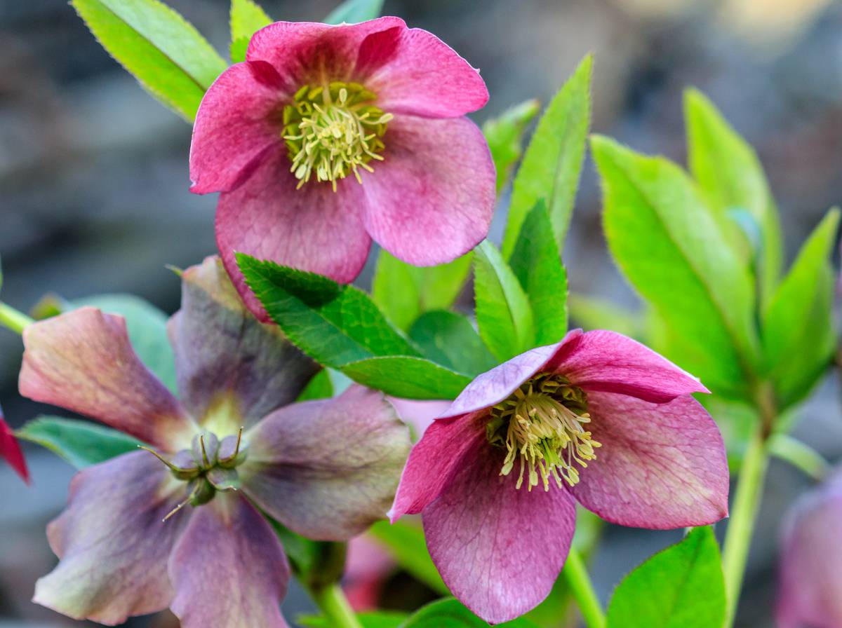 Hellébore - Rose de Noël - plantation, floraison, entretien