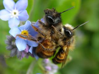 Osmie - Abeille maconne