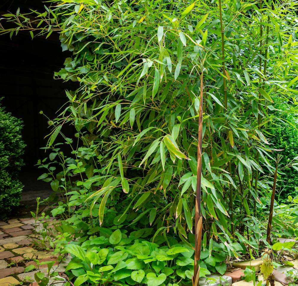 Phyllostachys bambou