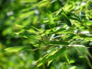 Phyllostachys entretien