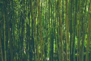 Phyllostachys plantation