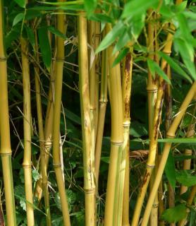 Phyllostachys varietes