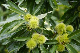 Plantation châtaignier - Castanea sativa