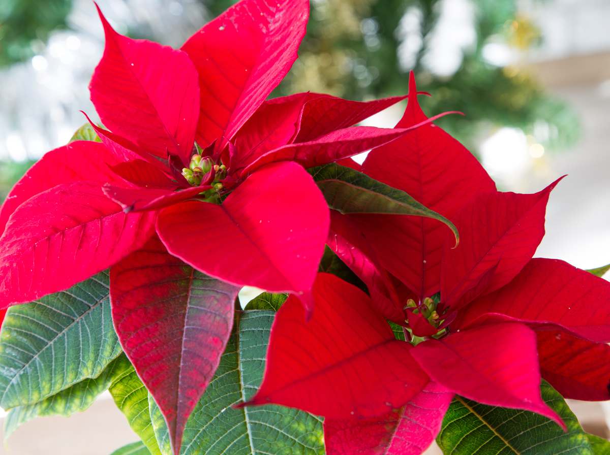 Poinsettia cuivre décoration de Noël étoile grillage étoile de l