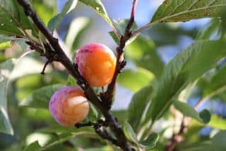 Prunier du Japon - Prunus salicina